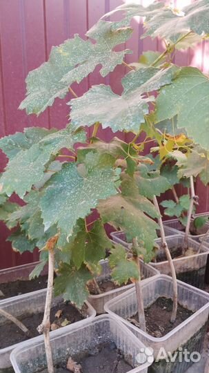 Саженцы винограда