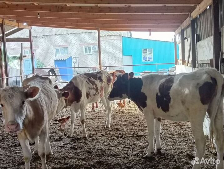 Телки стельные