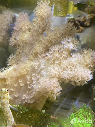 Живые кораллы для морского аквариума
