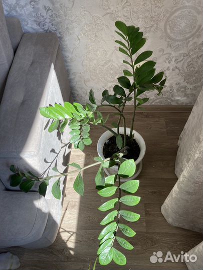 Замиокулькас