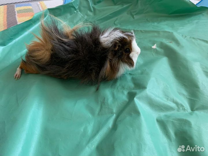 Морская свинка с клеткой