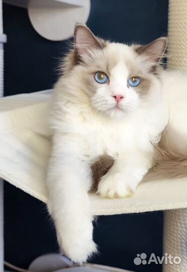 Котята регдолл
