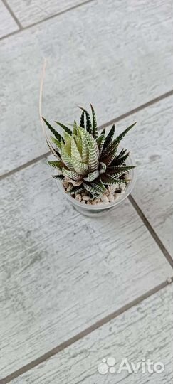 Церопегии, хавортии, рипсалисы и до