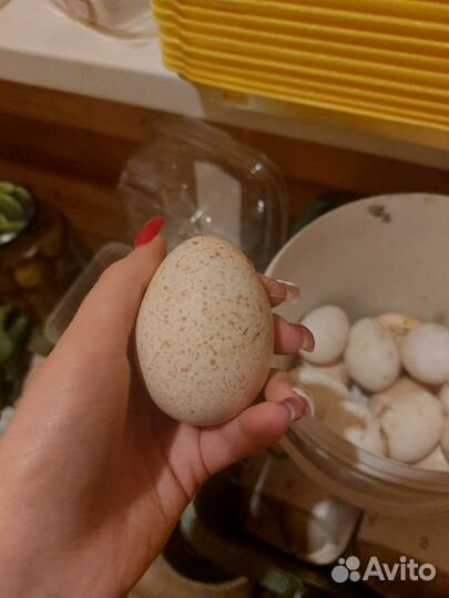 Яйцо домашнее. Тушки птиц