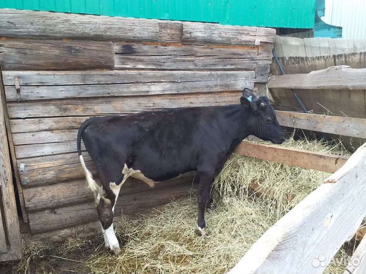 Продам телят