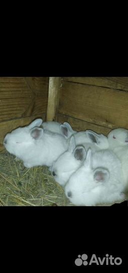 Калифорнийские кролики