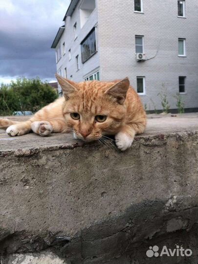Кот ищет дом