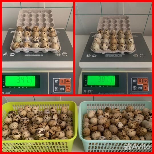 Инкубационное яйцо перепела *BigQuail