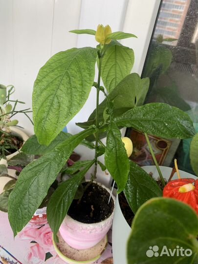 Отросток пахисиахис желтый