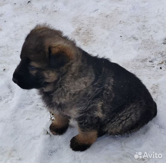 Щенок немецкой овчарки