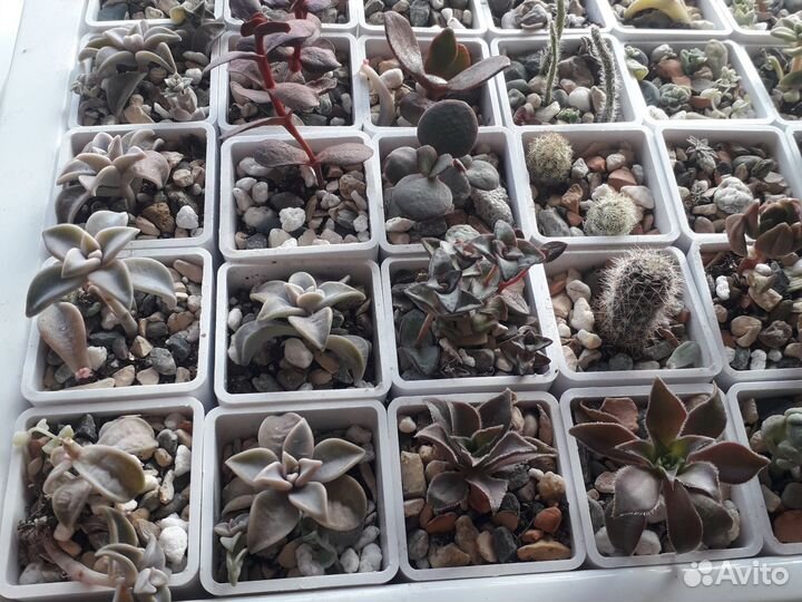 Суккуленты микс Красула, Хавортия, Эхеверия