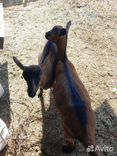 Чешская козочка