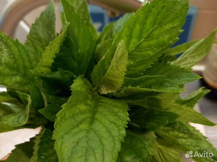 Мята свежая