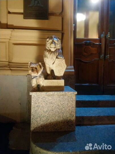 Передержка небольших собак