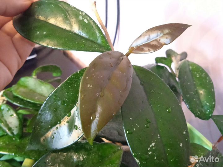 Хойя взрослая