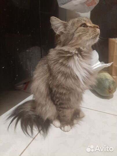 Найдена кошка пушистая домашняя