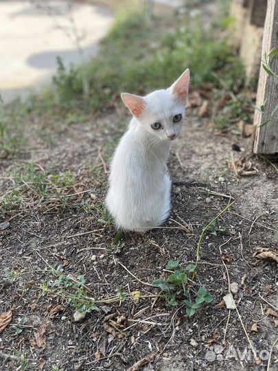 Котята отдам в добрые руки бесплатно