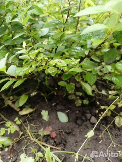 Спирея японская