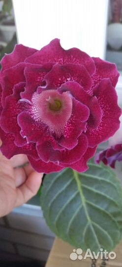 Глоксиния цветущая