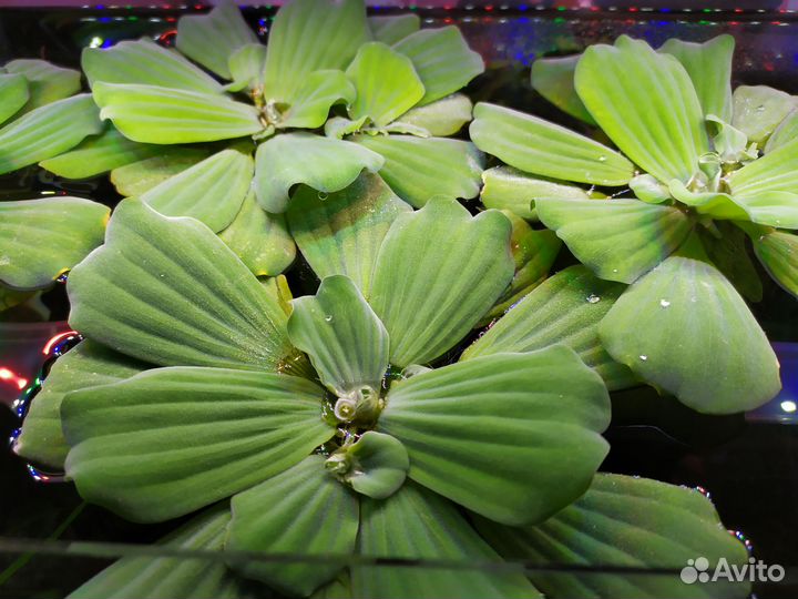 Аквариумные растения Пистия