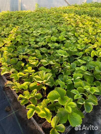 Саженцы земляники садовой