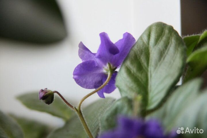 Фиалка укорененный лист с деткой