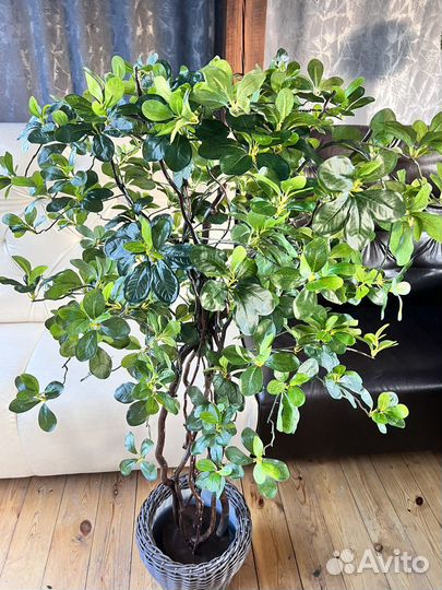 Шефлера Искусственное дерево Фикус Пальма