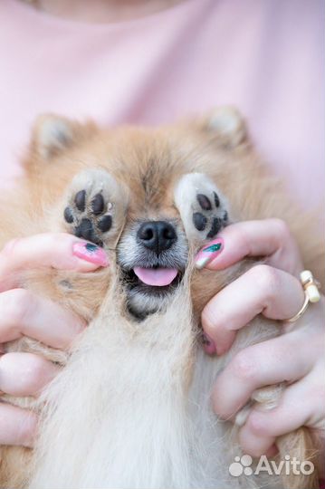 Собака для фотосессии