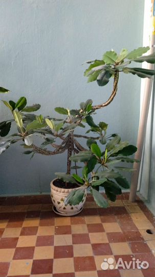 Комнатные цветы