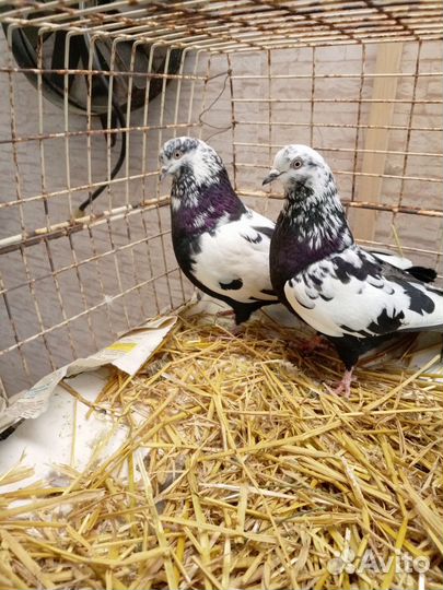 Купля продажа голубей