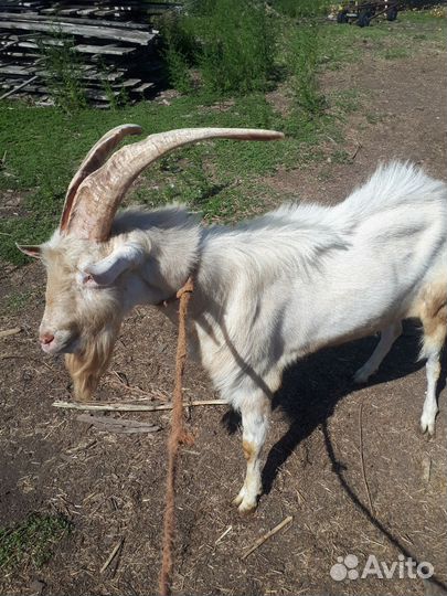 Козы и козлы