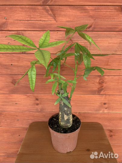 Пахира бонсай