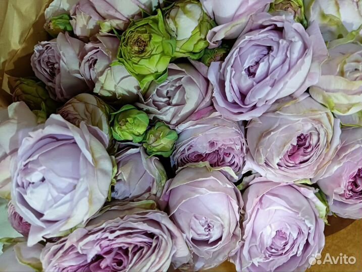 Розы оптом, пионовидные кустовые розы оптом