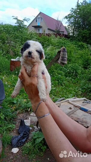 В добрые руки щенки