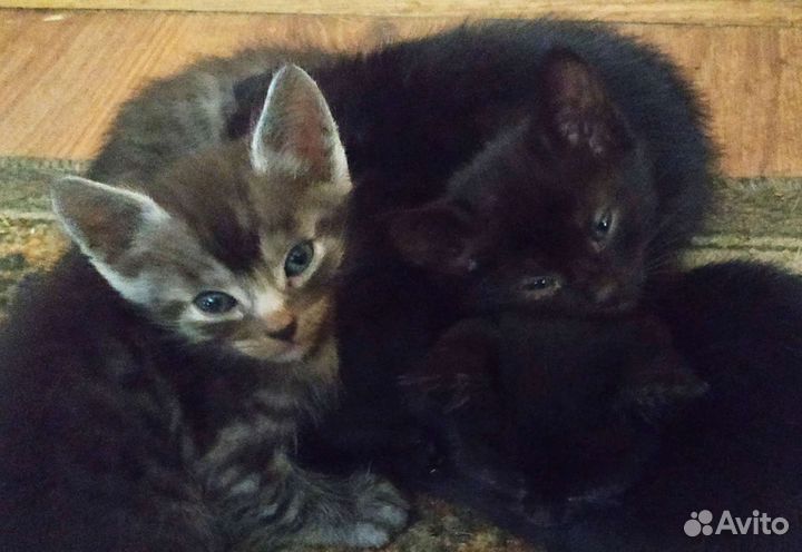 Котенок в дар бесплатно