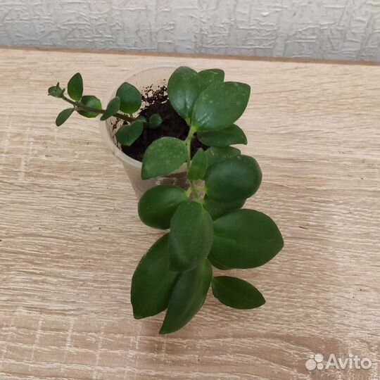 Эсхинантус Мона Лиза