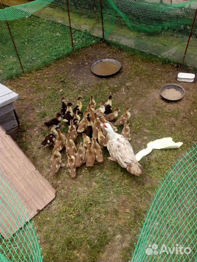 Мускусные утки