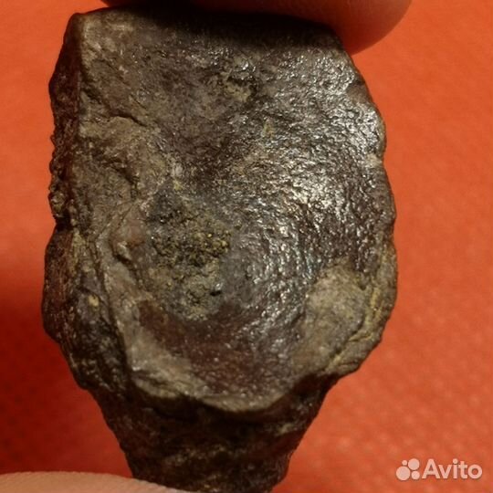 Окаменелость. Позвонок акулы