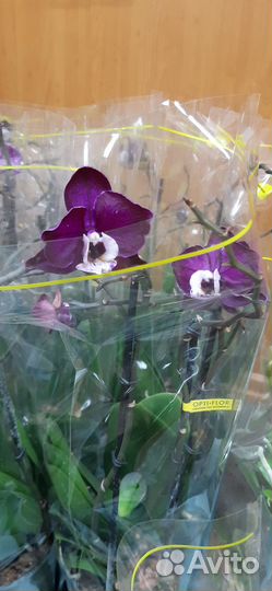 Орхидея сорт юка