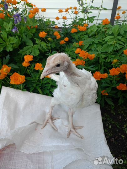 Индюшата хайбрид конвертер