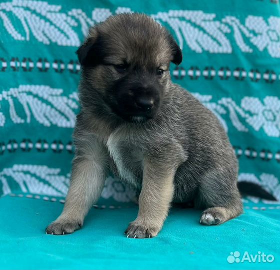 Отдам бесплатно щенки