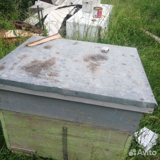 Пчелы улья пасеку