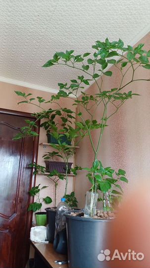 Каролина рипер красная