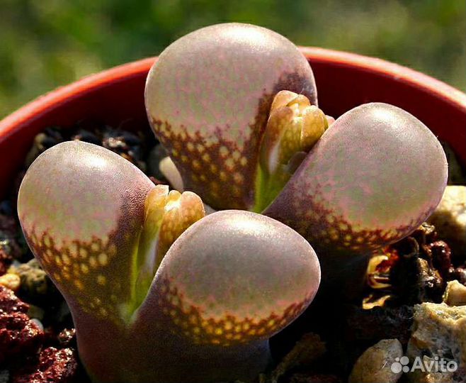 Conophytum Конофитумы, разные виды 19, семена