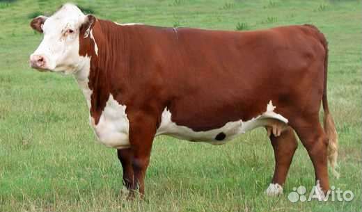 Коровы, Крс, герефорды