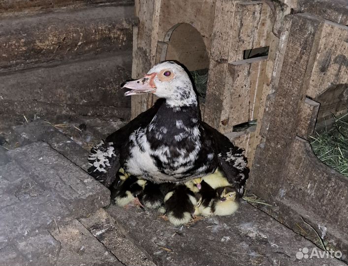 Продаётся индоутка с утятами