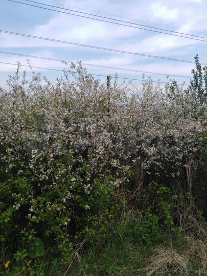 Дача 32 м² на участке 8 сот.