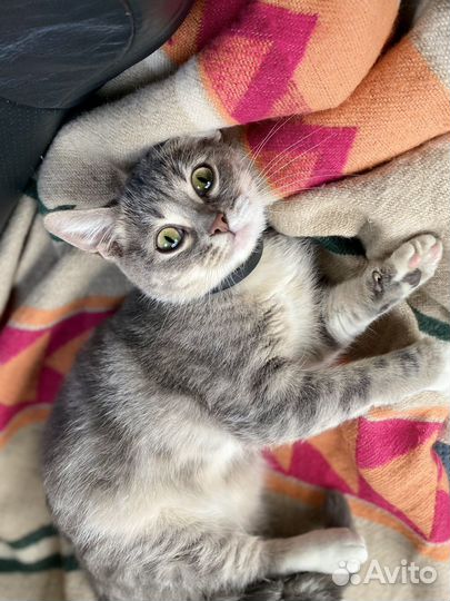 Ласковая котенок девочка ищет хозяев