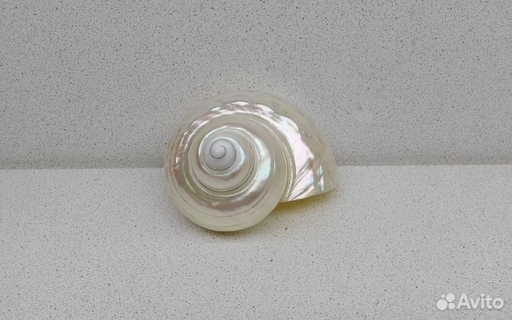 Турбо Фолген 10,6 морская ракушка раковина