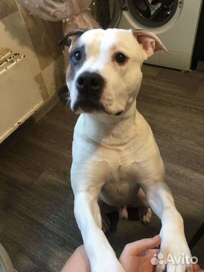 Питбультерьер вязка